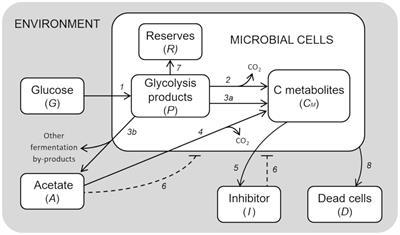 A General Process-Based Model for Describing the Metabolic Shift in Microbial Cell Cultures